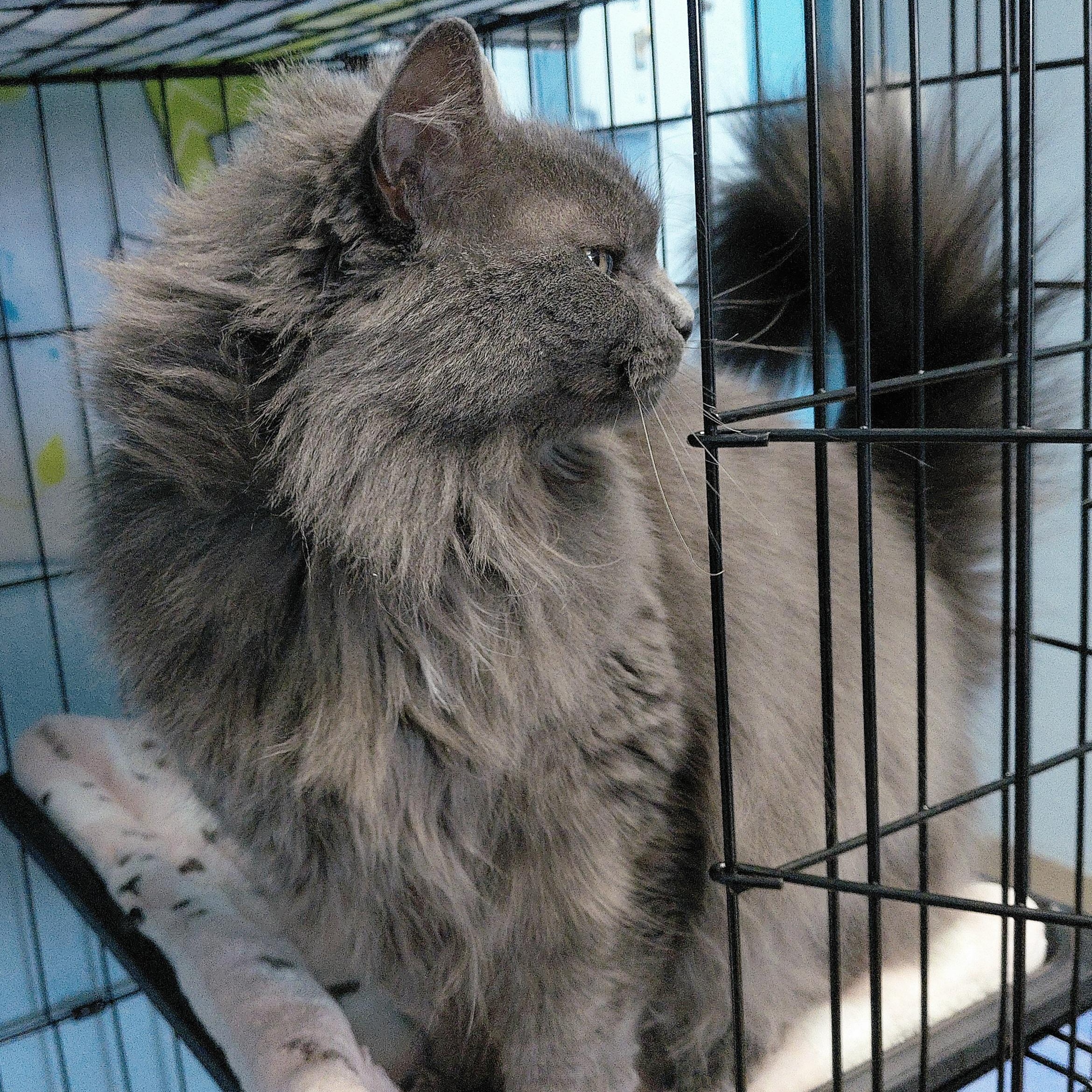 Enlarge Ashley, a ADOPTABLE Domestic Long Hair in Stanley, VA image 4/6