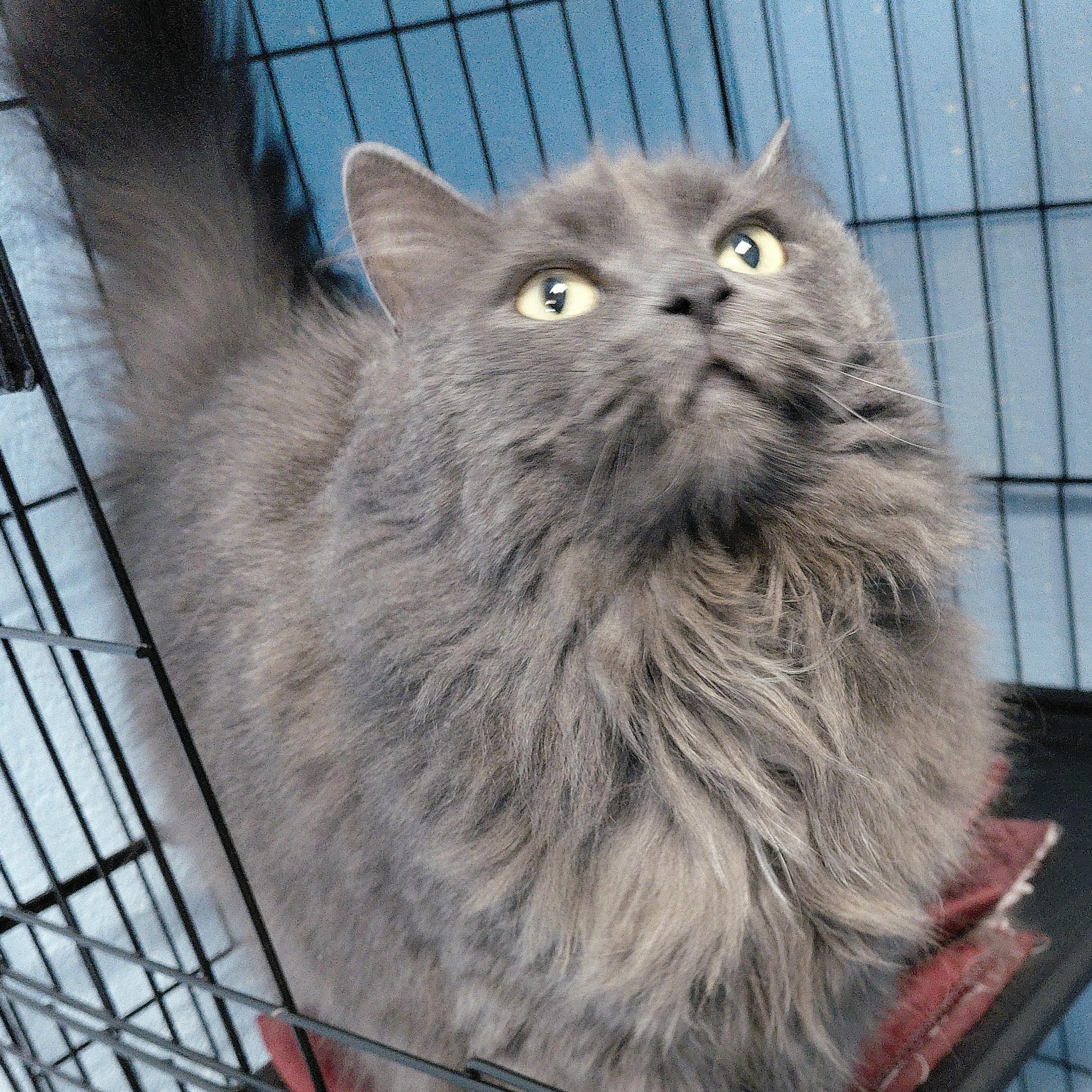 Enlarge Ashley, a ADOPTABLE Domestic Long Hair in Stanley, VA image 1/6