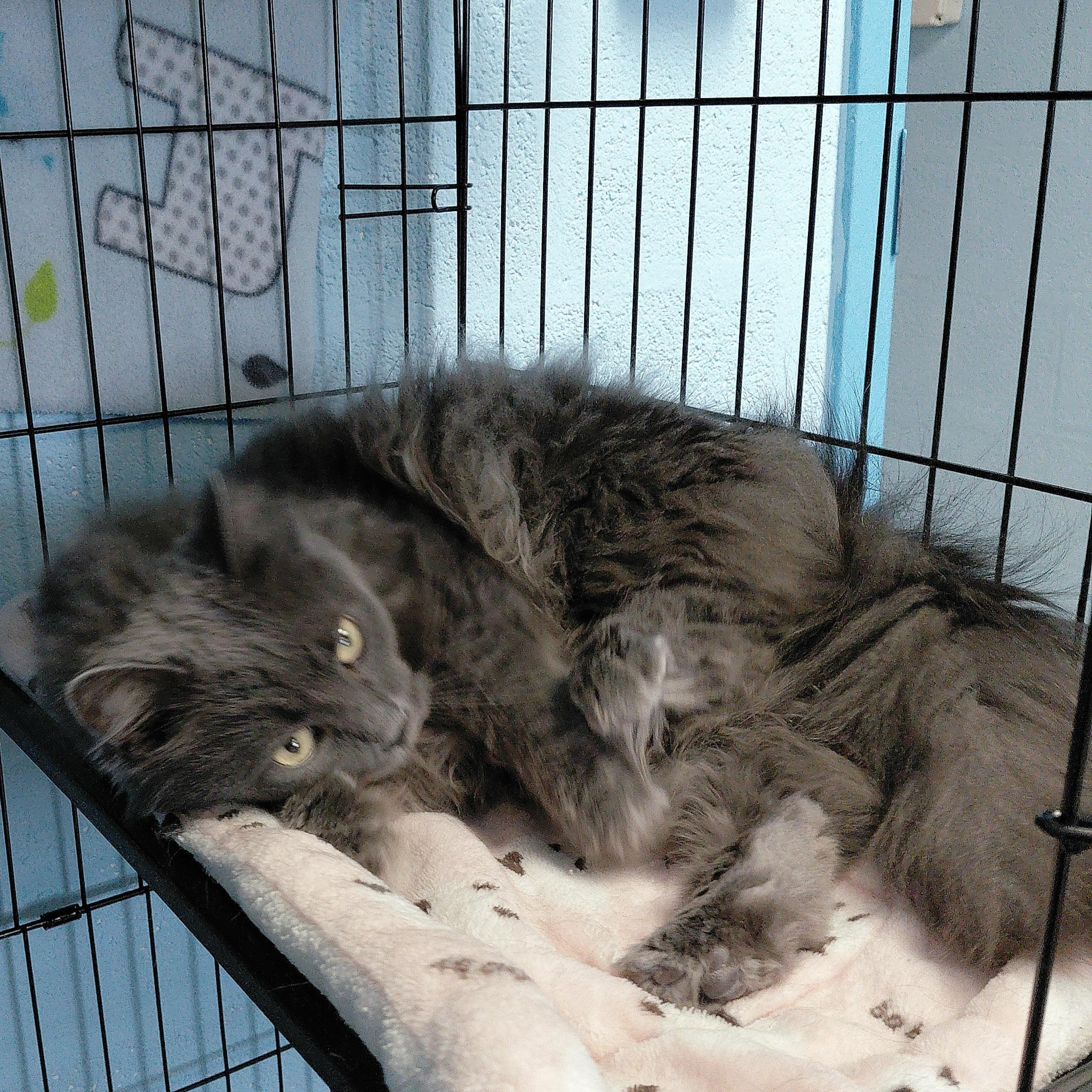 Enlarge Ashley, a ADOPTABLE Domestic Long Hair in Stanley, VA image 5/6