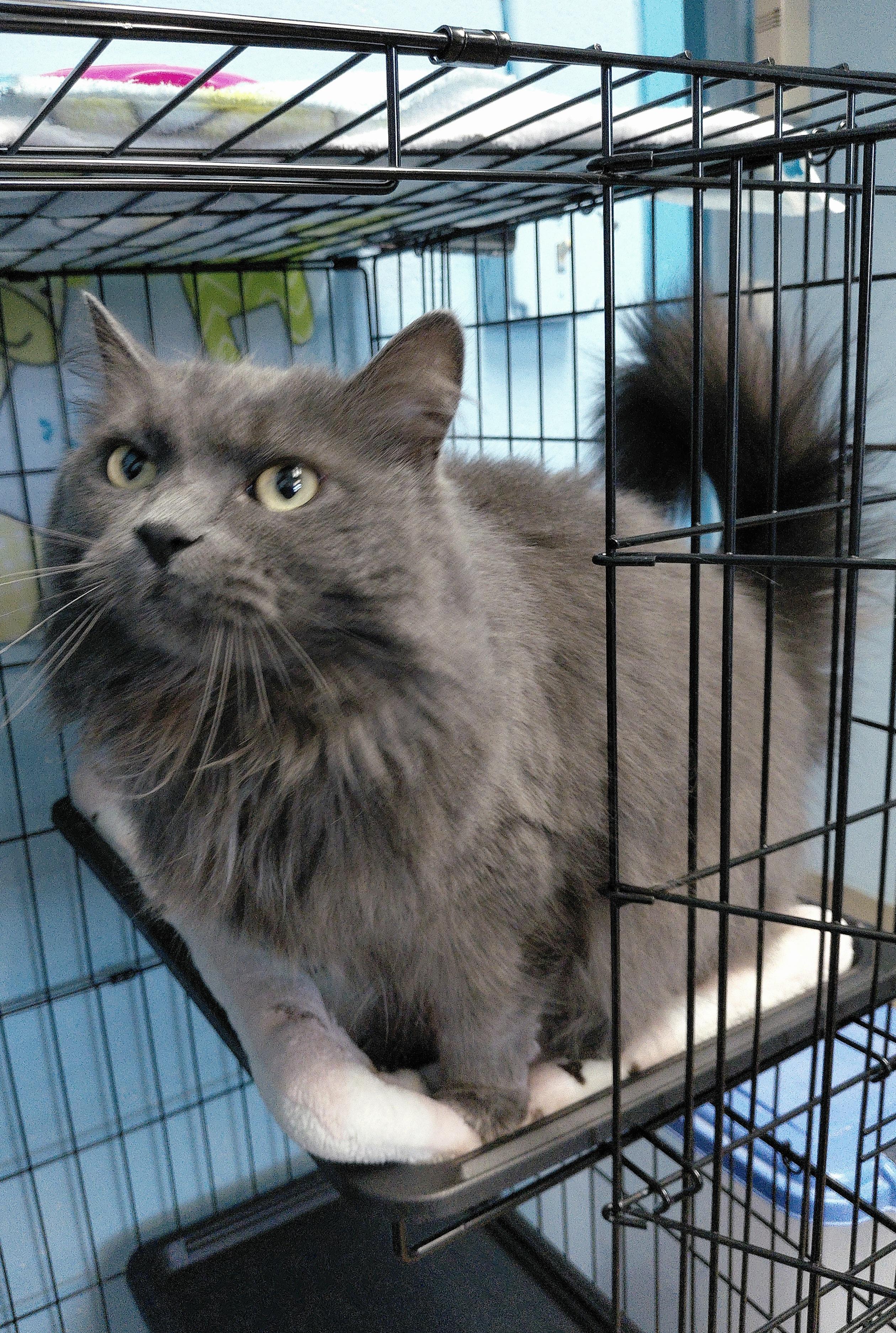 Enlarge Ashley, a ADOPTABLE Domestic Long Hair in Stanley, VA image 2/6