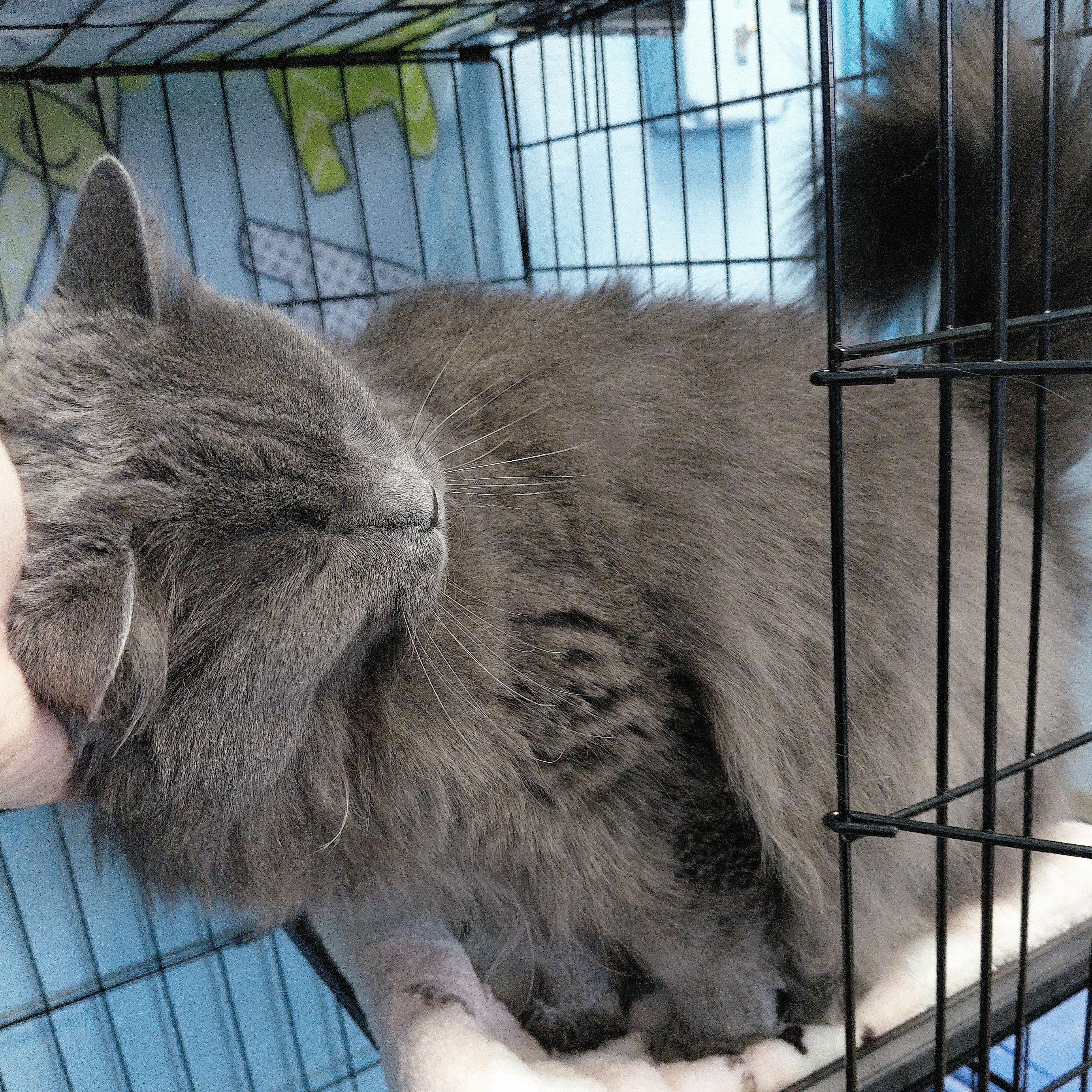 Enlarge Ashley, a ADOPTABLE Domestic Long Hair in Stanley, VA image 3/6