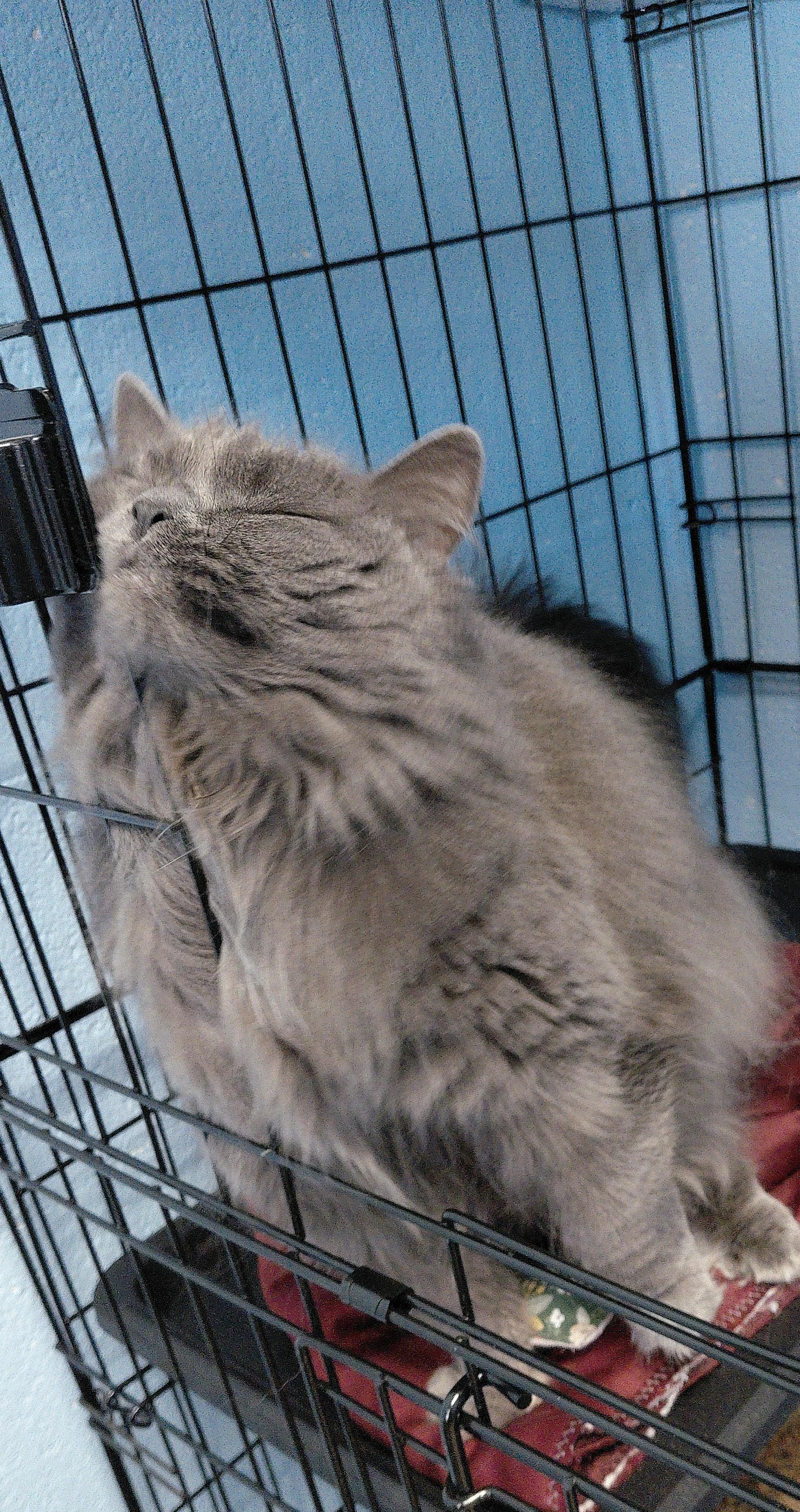 Enlarge Ashley, a ADOPTABLE Domestic Long Hair in Stanley, VA image 6/6