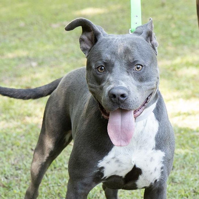 Takis, ADOPTABLE, Adult Male Pit Bull Terrier.