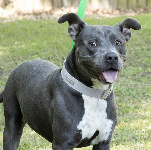 Takis, a ADOPTABLE Pit Bull Terrier in Slidell, LA image 3/3