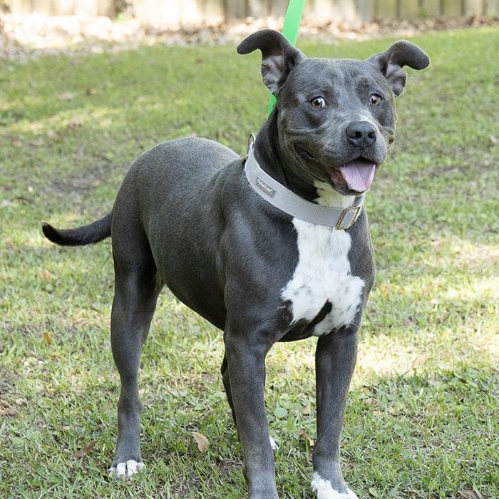 Takis, a ADOPTABLE Pit Bull Terrier in Slidell, LA image 2/3