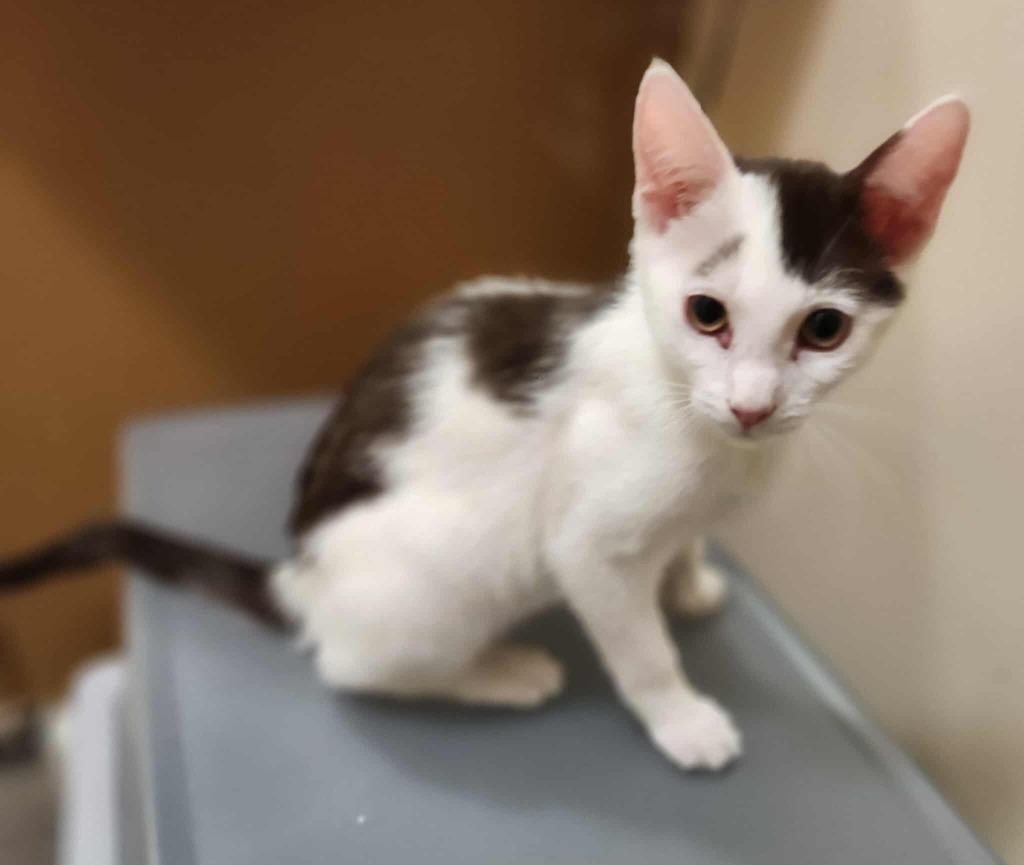 Enlarge Snickers, a Adoptable mixed breed in San Jacinto, CA image 1/1