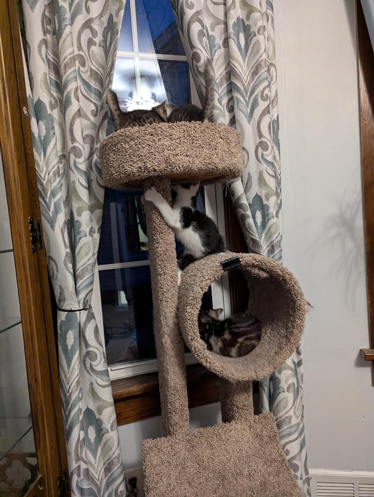 Cat for adoption Athos, a Domestic Short Hair in Kenosha, WI Petfinder