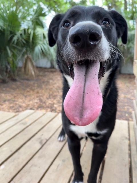 Enlarge Francis, a Adoptable Mixed Breed in Charleston, SC image 2/2