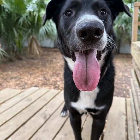 Enlarge Francis, a Adoptable Mixed Breed in Charleston, SC image 1/2