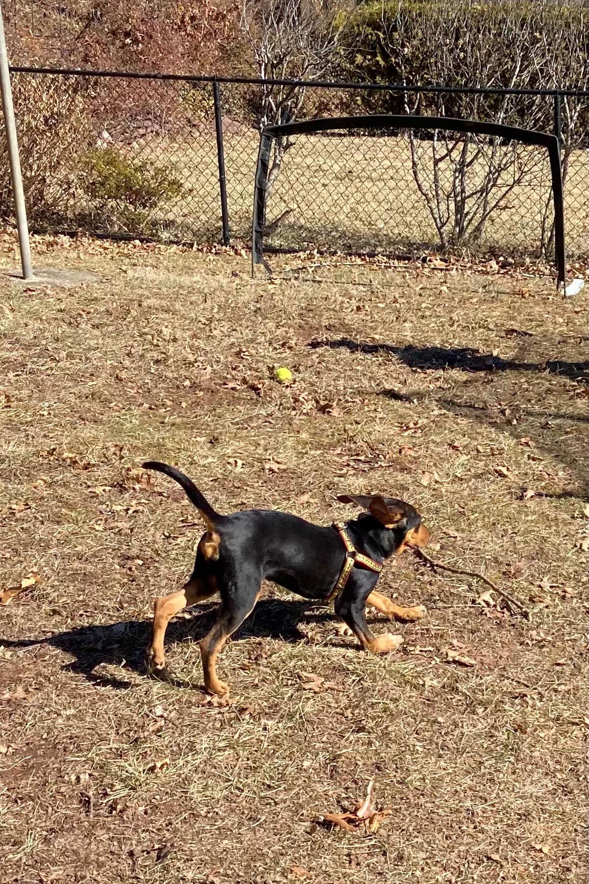 Frannie, Adoptable, Young Female Hound.