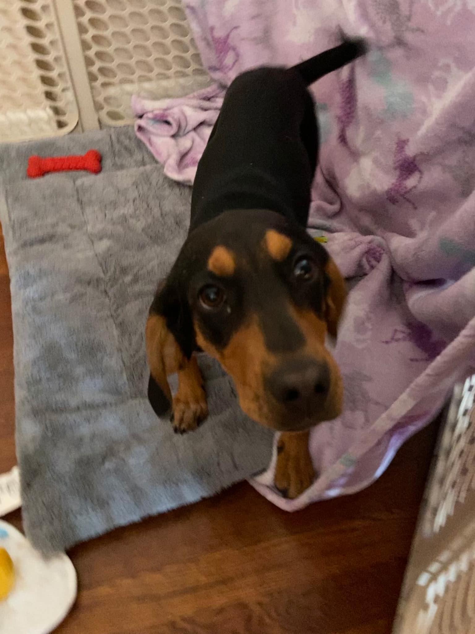 Frannie, a Adoptable mixed breed in Riverdale, NJ image 6/6