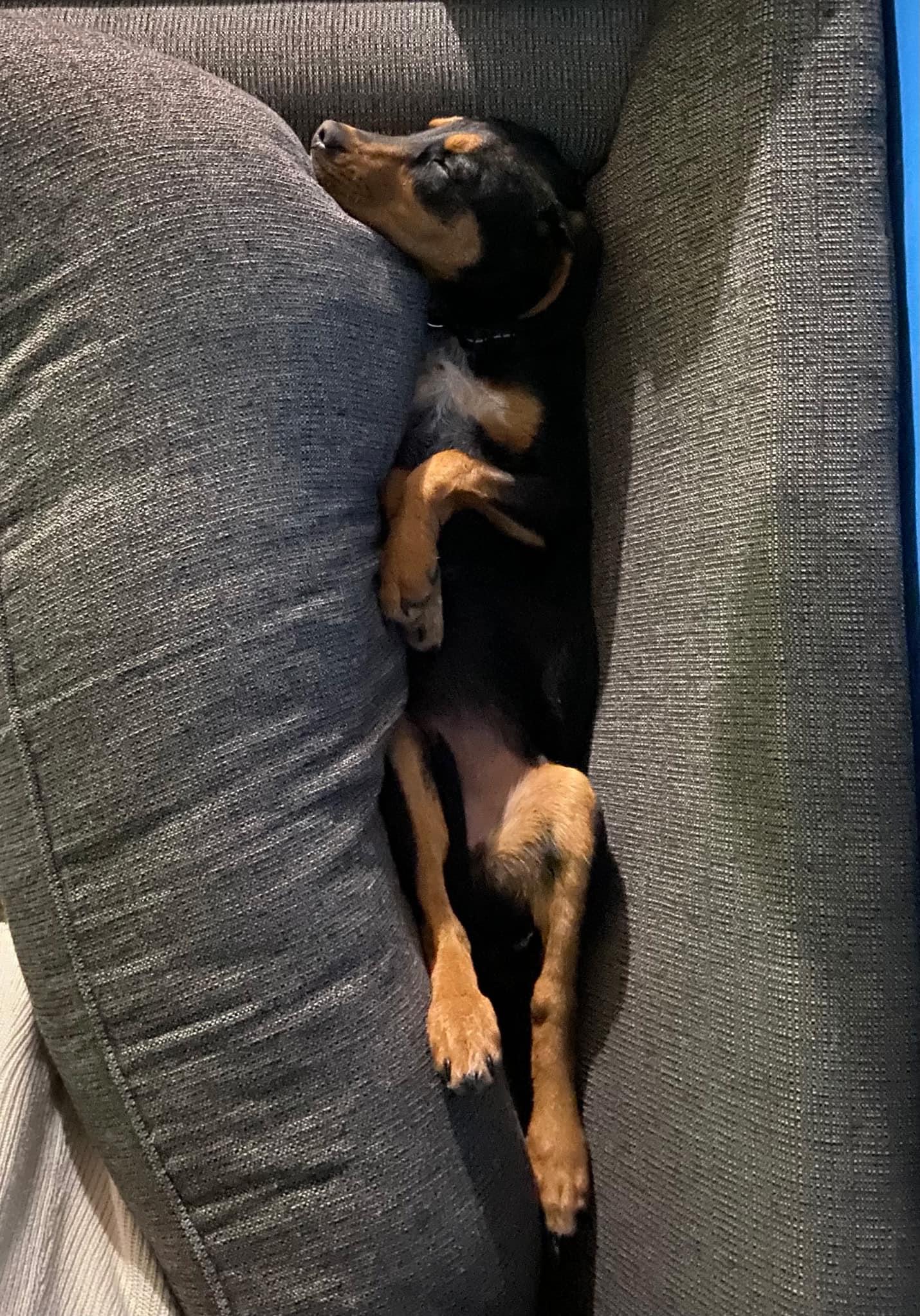 Frannie, a Adoptable mixed breed in Riverdale, NJ image 4/6