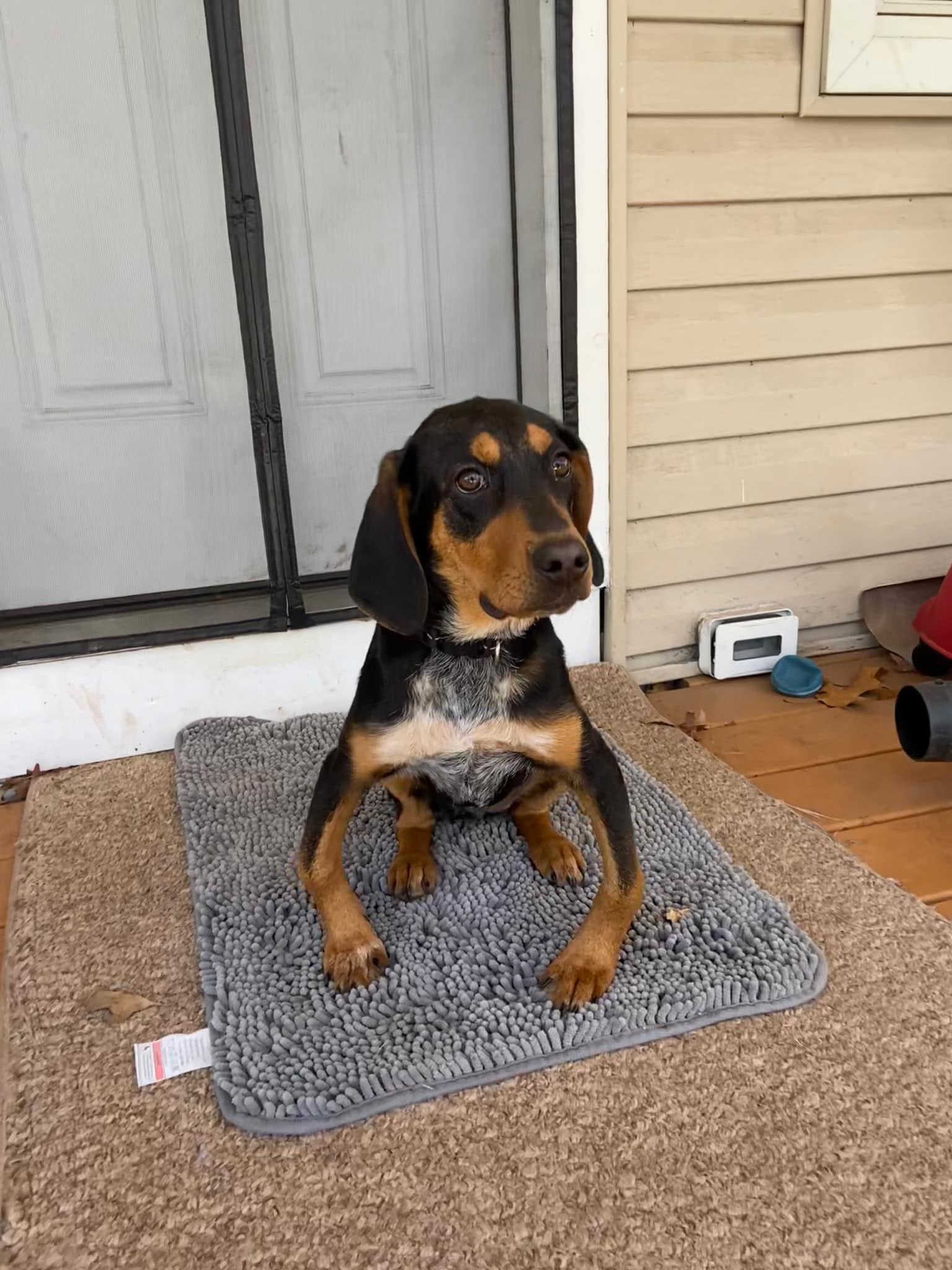 Frannie, a Adoptable mixed breed in Riverdale, NJ image 5/6