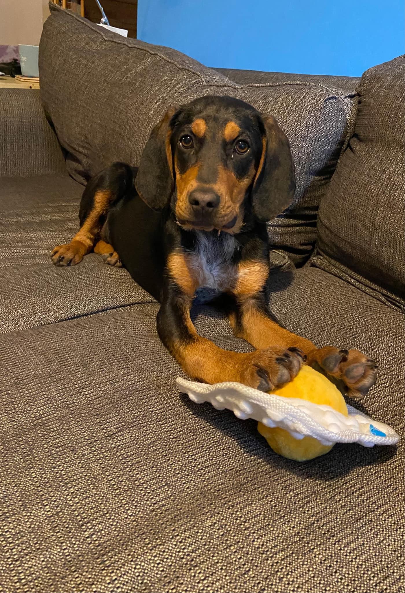 Frannie, Adoptable, Young Female Hound.