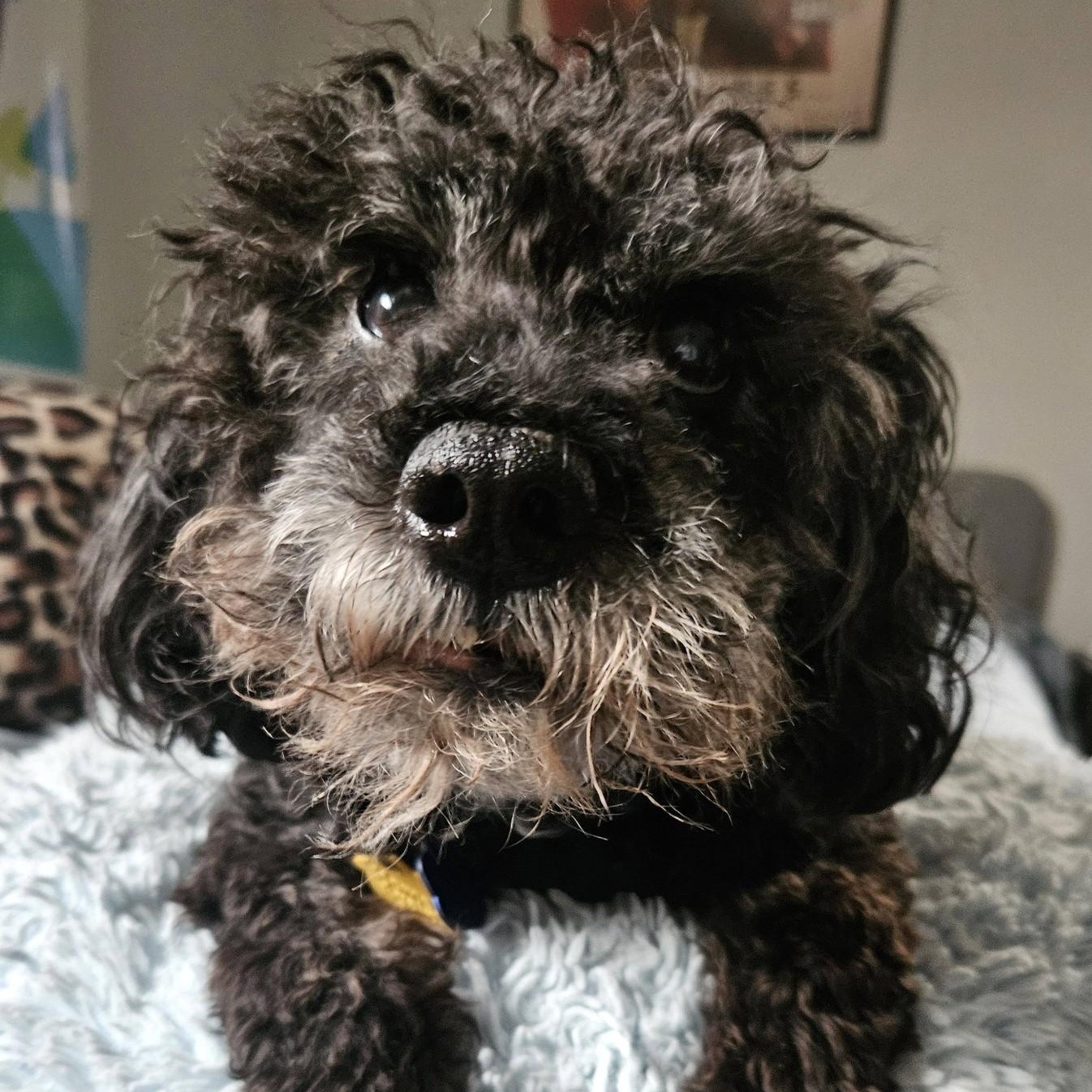 Enlarge Maxwell, a ADOPTABLE mixed breed in Cherry Hill, NJ image 1/6