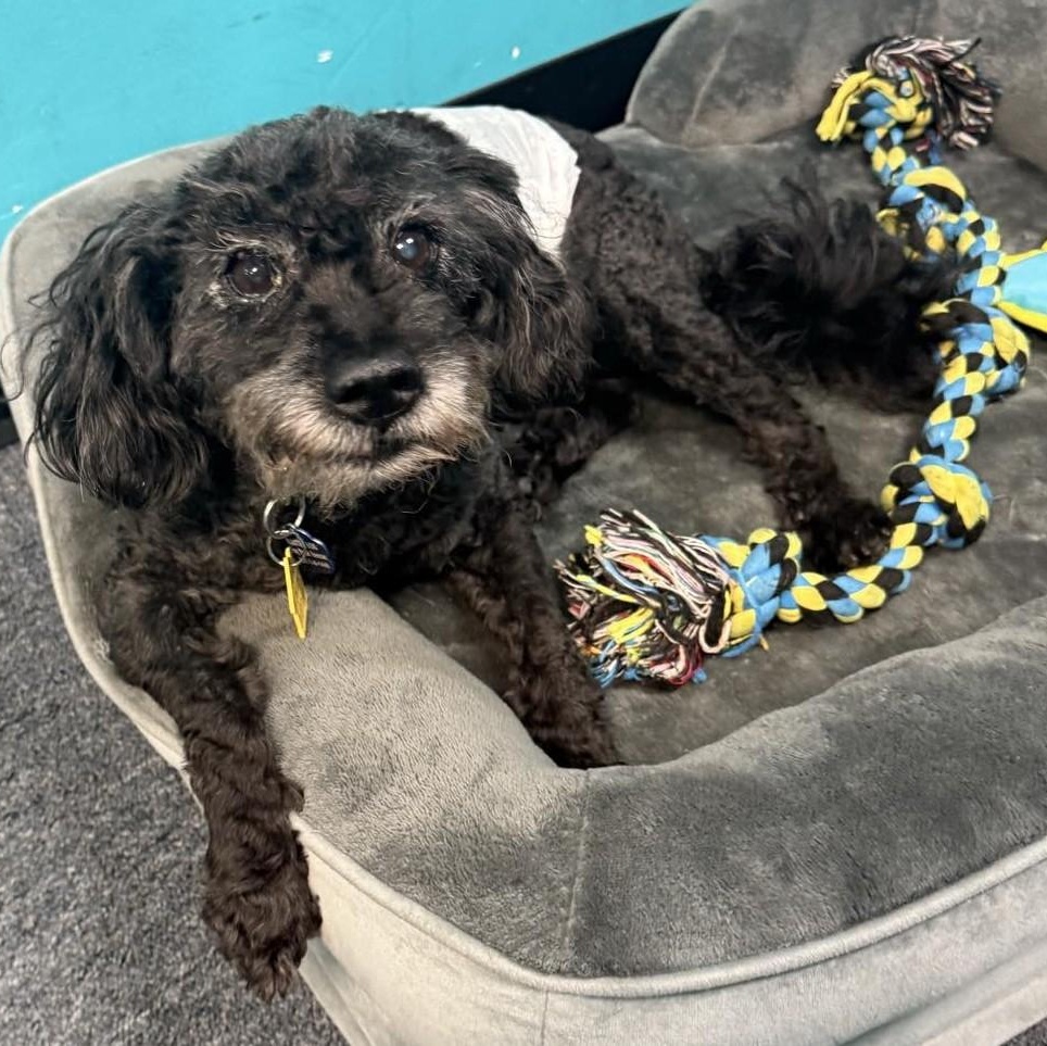 Enlarge Maxwell, a ADOPTABLE mixed breed in Cherry Hill, NJ image 2/6