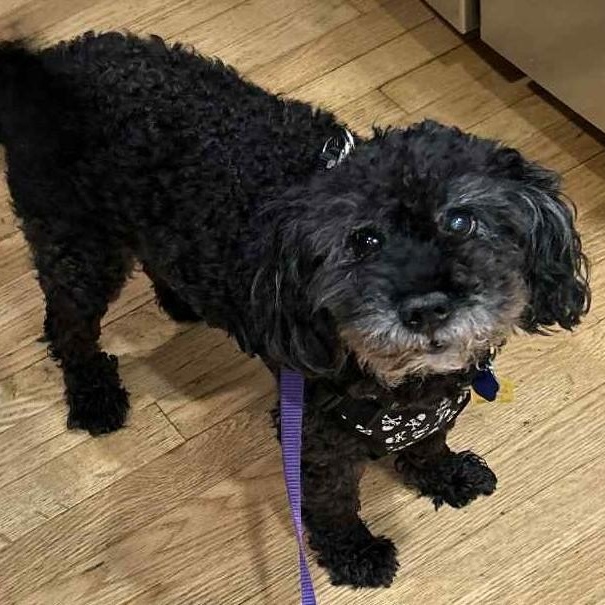 Enlarge Maxwell, a ADOPTABLE mixed breed in Cherry Hill, NJ image 3/6