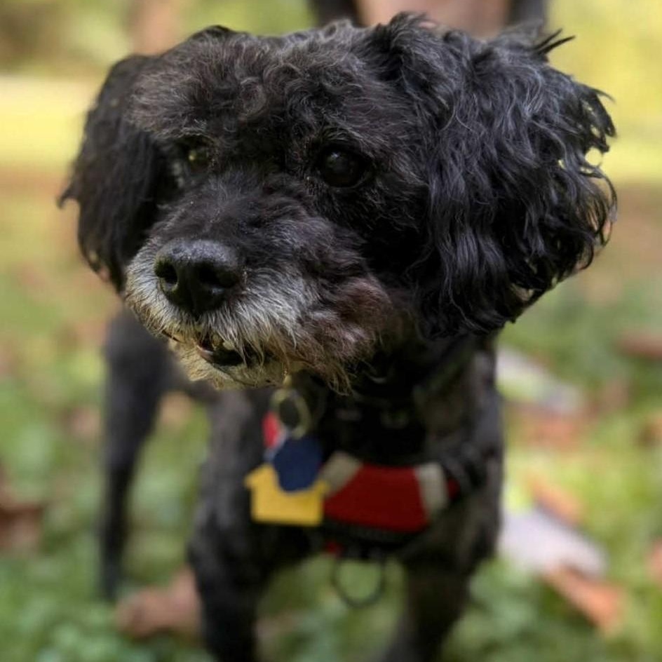 Enlarge Maxwell, a ADOPTABLE mixed breed in Cherry Hill, NJ image 4/6