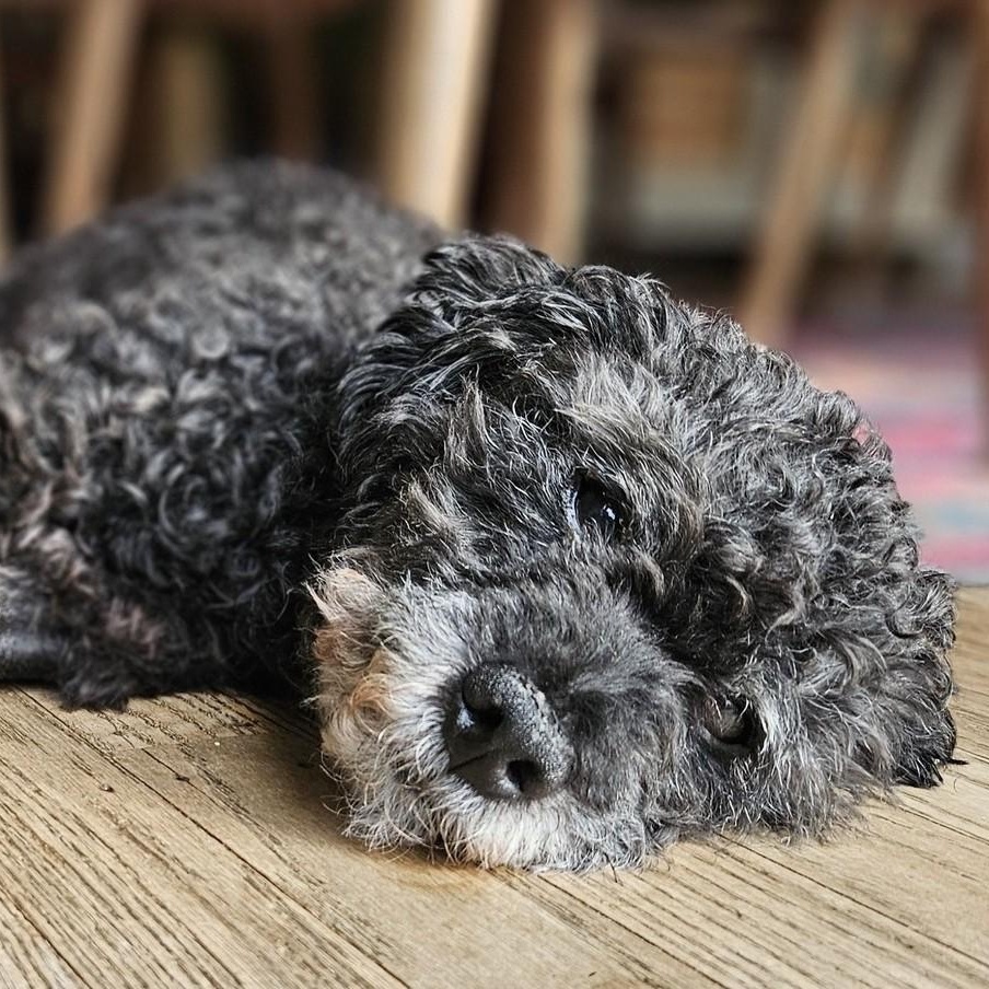 Enlarge Maxwell, a ADOPTABLE mixed breed in Cherry Hill, NJ image 5/6