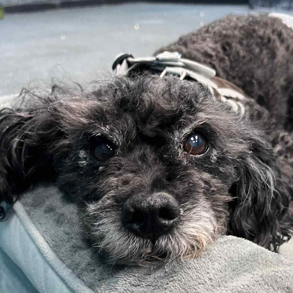 Enlarge Maxwell, a ADOPTABLE mixed breed in Cherry Hill, NJ image 6/6