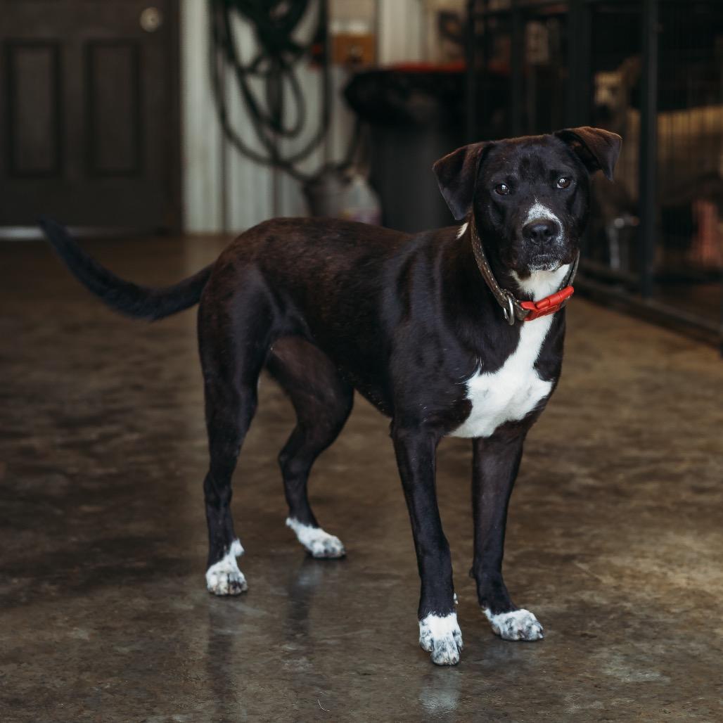 Frankie, Adoptable, Young Female Hound.