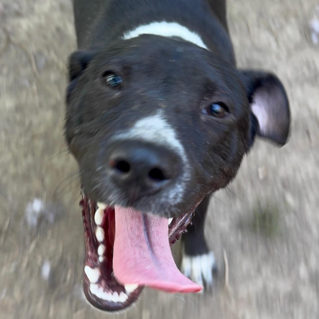 Frankie, Adoptable, Young Female Hound.