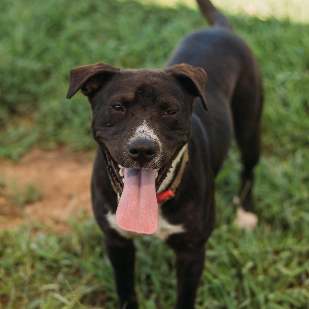 Enlarge Frankie, a Adoptable Hound in Parrish, AL image 3/6