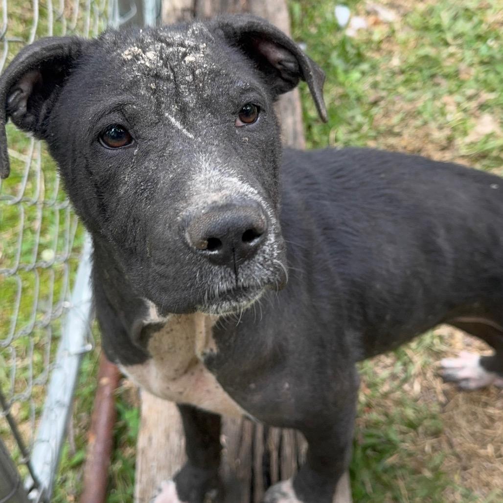 Frankie, Adoptable, Puppy Female Hound.