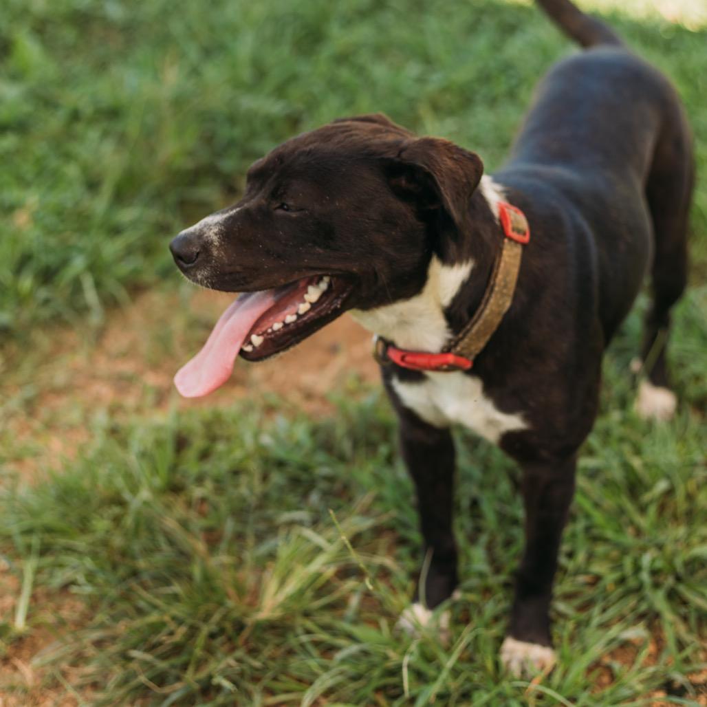 Enlarge Frankie, a Adoptable Hound in Parrish, AL image 6/6