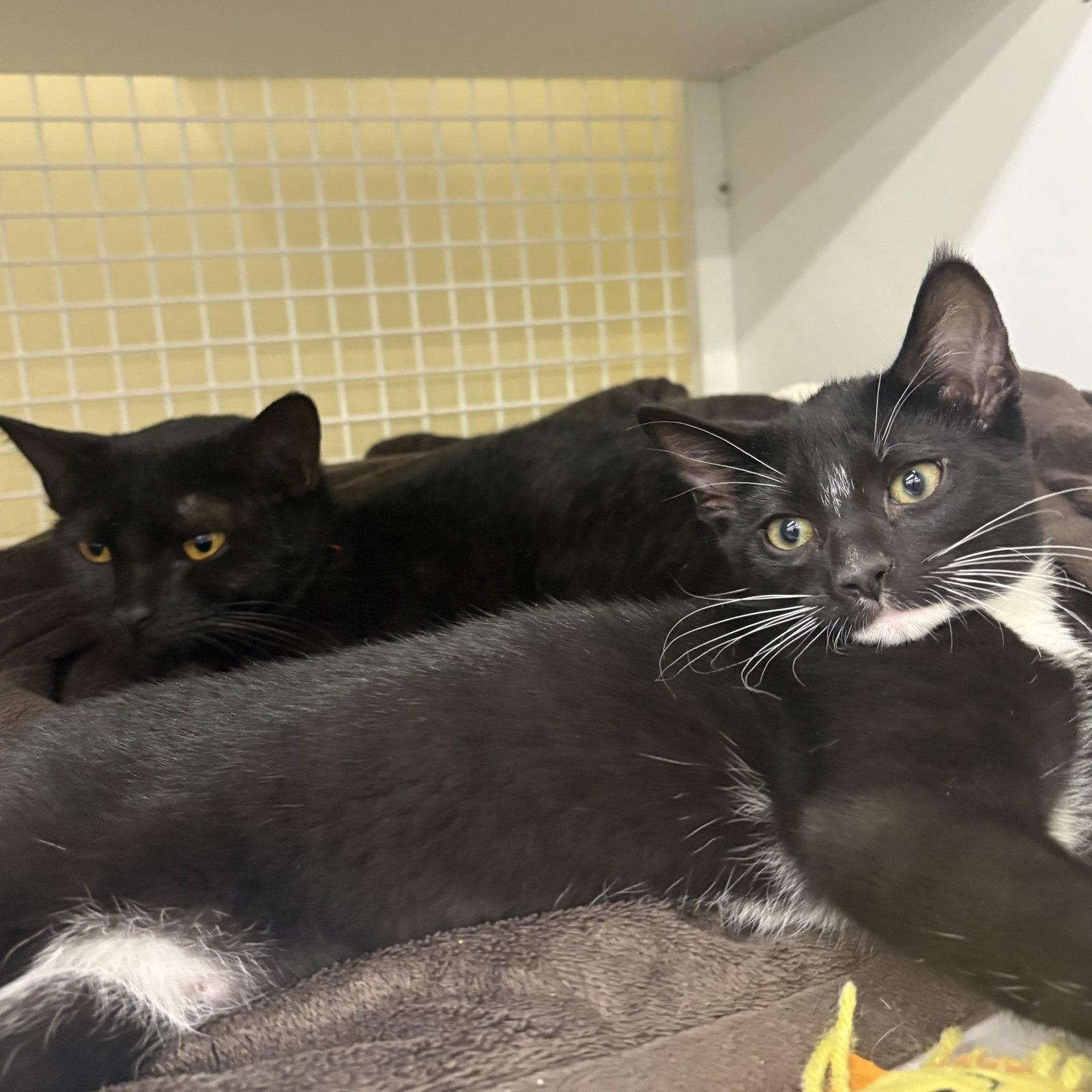 Snuggles ( nd), a Adopted Domestic Short Hair in White Bluff, TN image 2/2