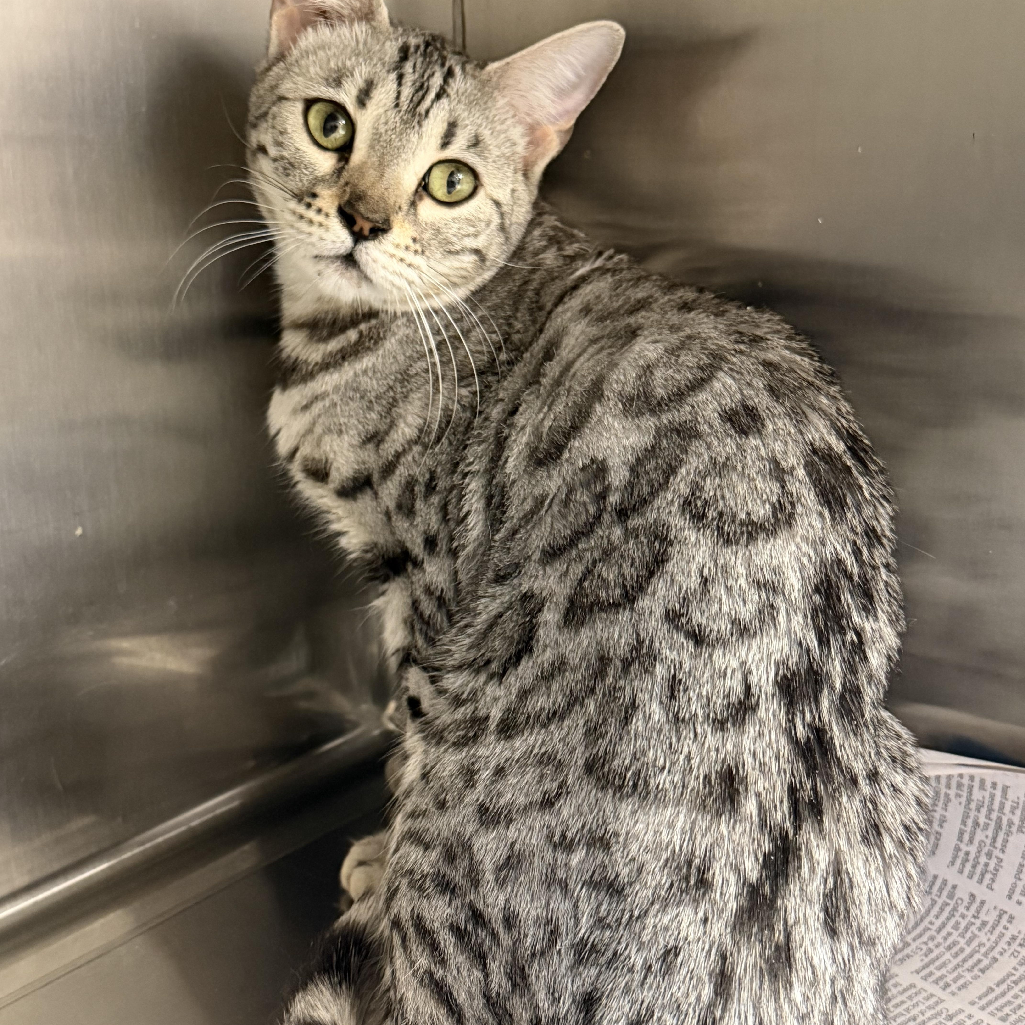 Enlarge Silver, an adopted Bengal in Cincinnati, OH image 2/4
