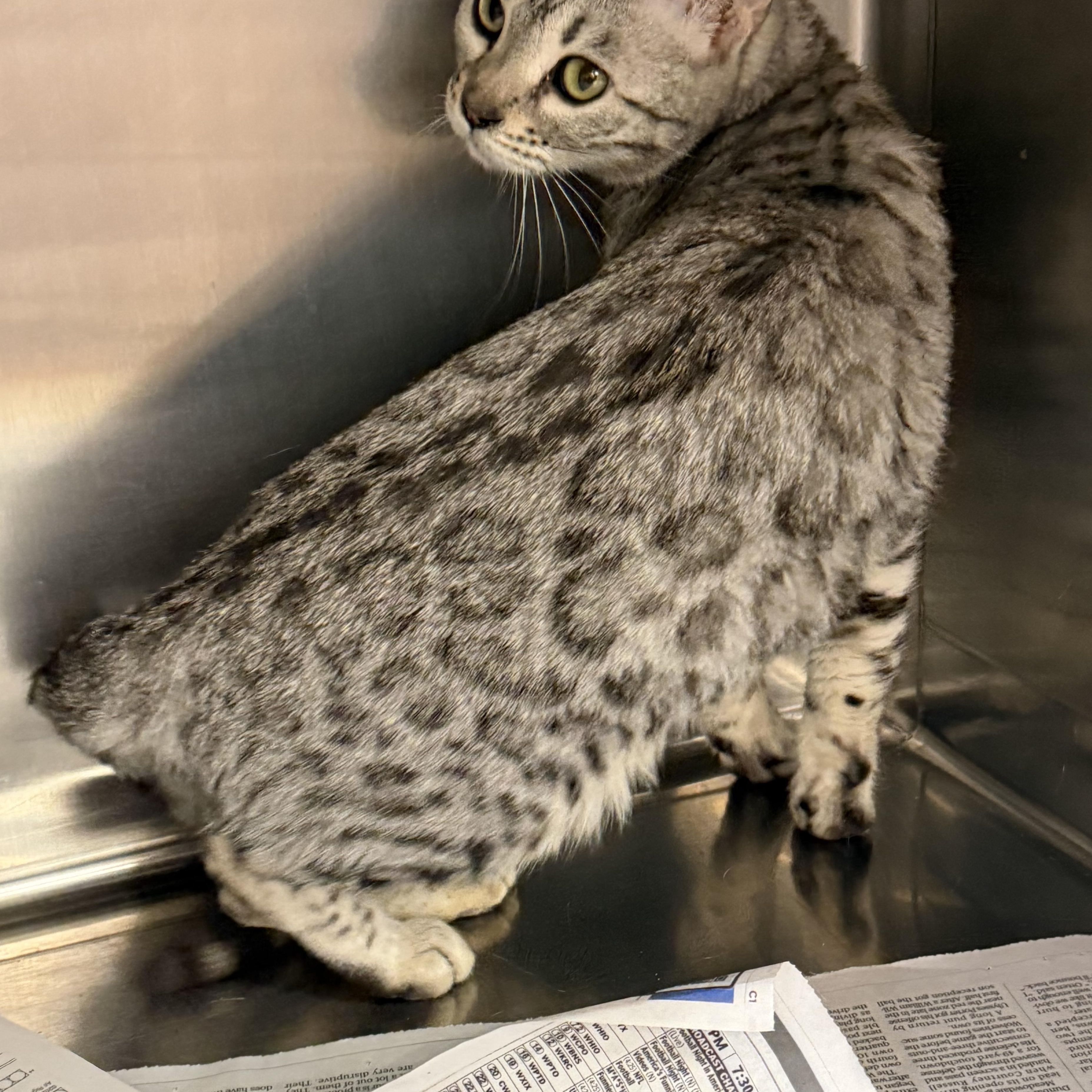 Enlarge Silver, an adopted Bengal in Cincinnati, OH image 4/4