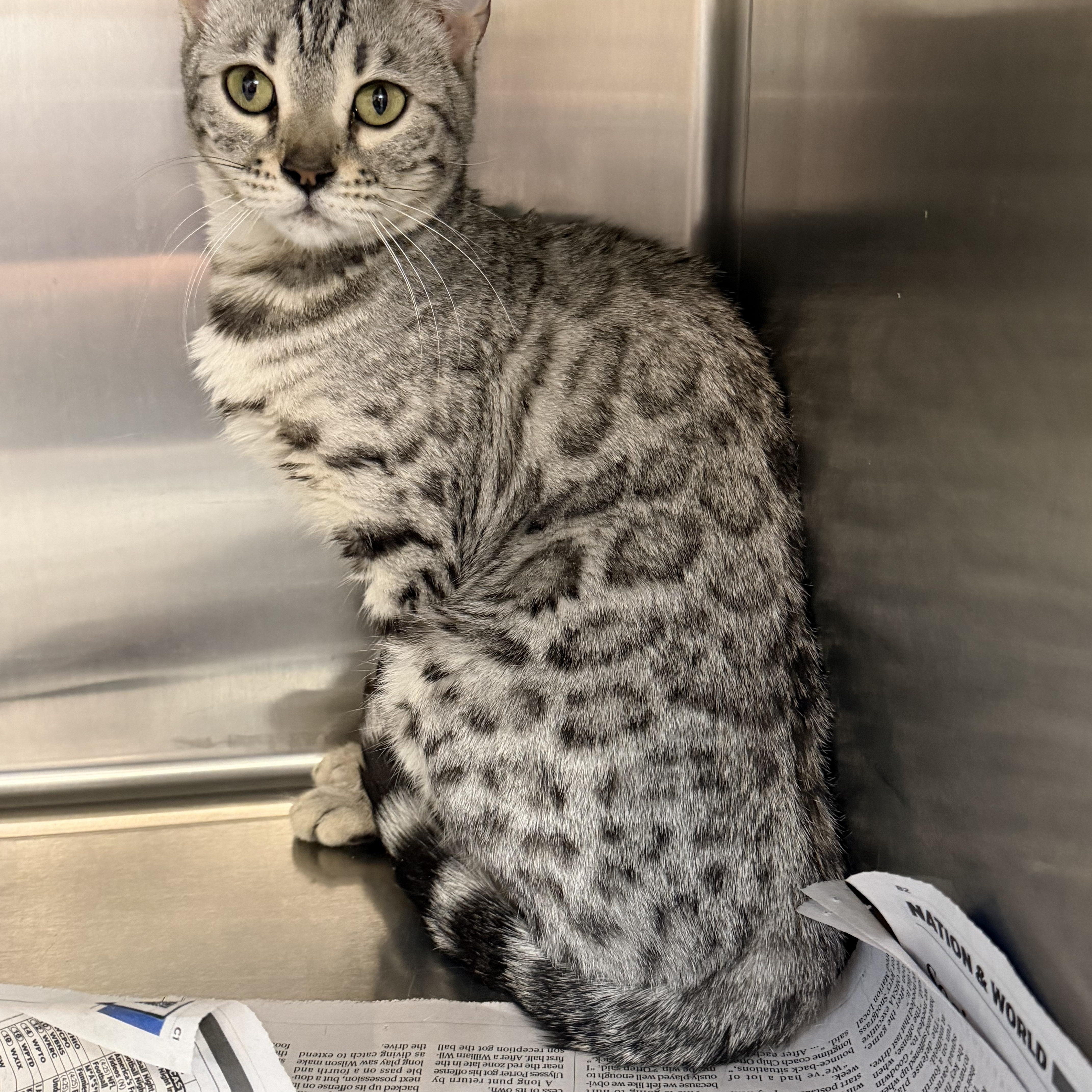 Enlarge Silver, an adopted Bengal in Cincinnati, OH image 1/4