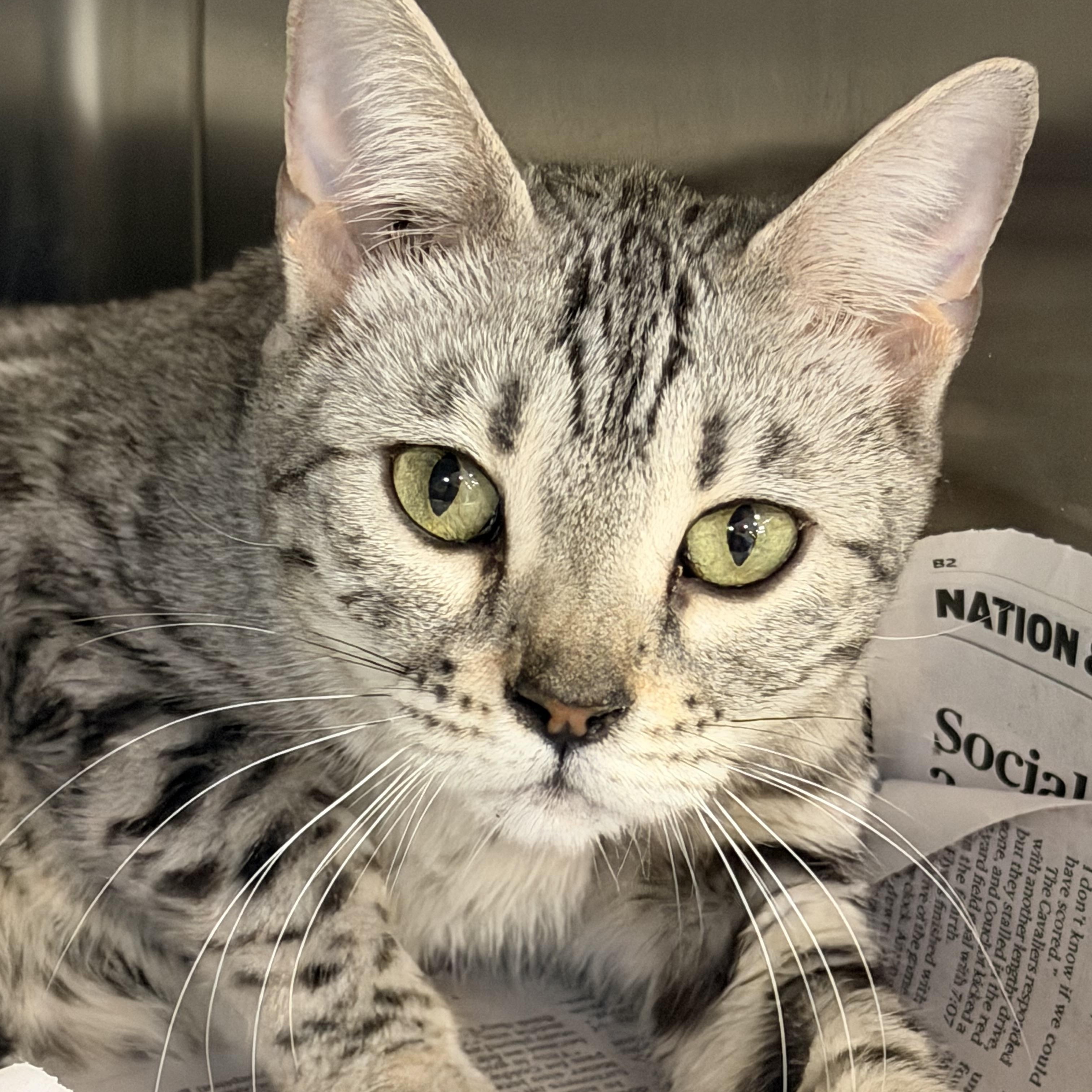 Enlarge Silver, an adopted Bengal in Cincinnati, OH image 3/4