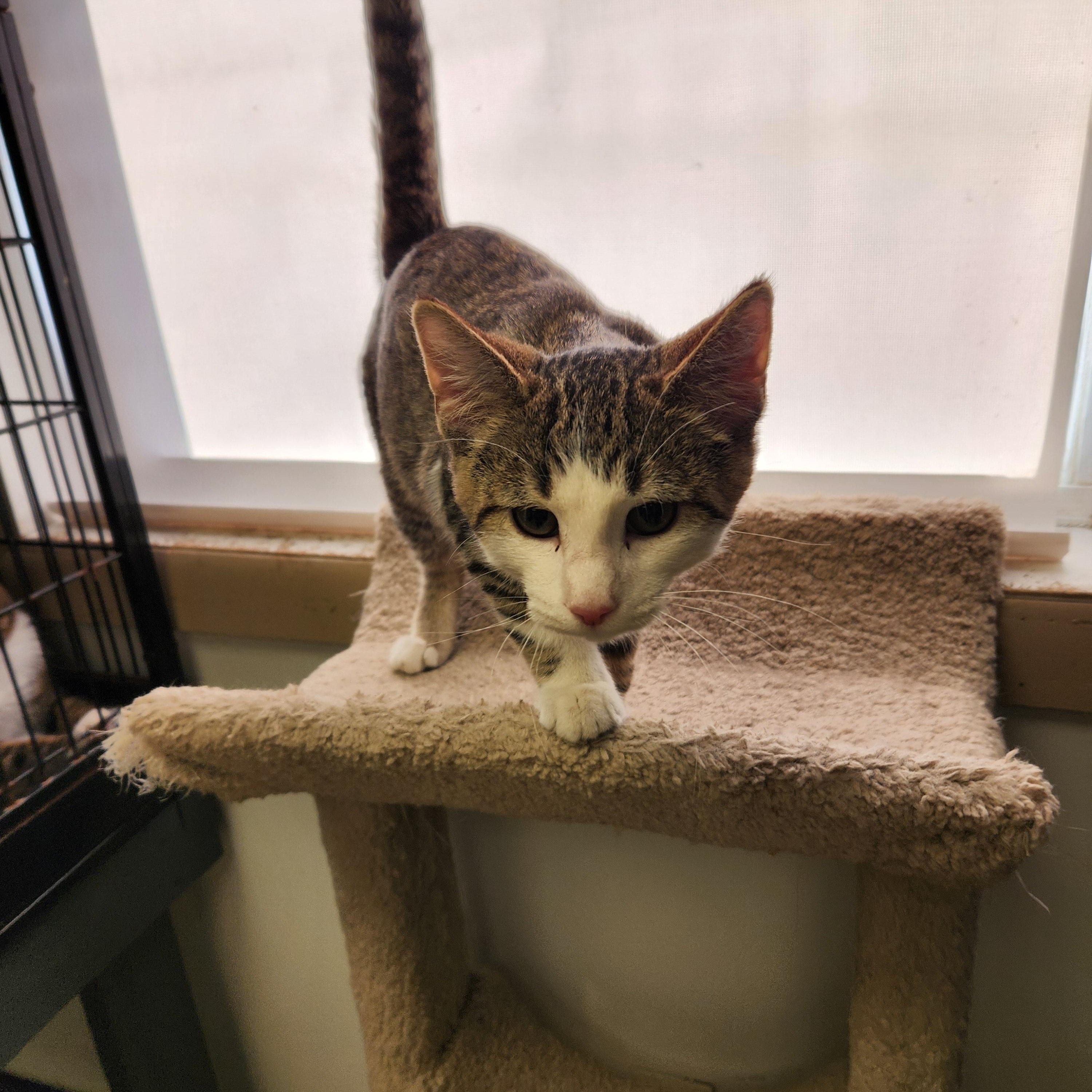 Enlarge Alastair, a Adoptable mixed breed in Waupun, WI image 2/4