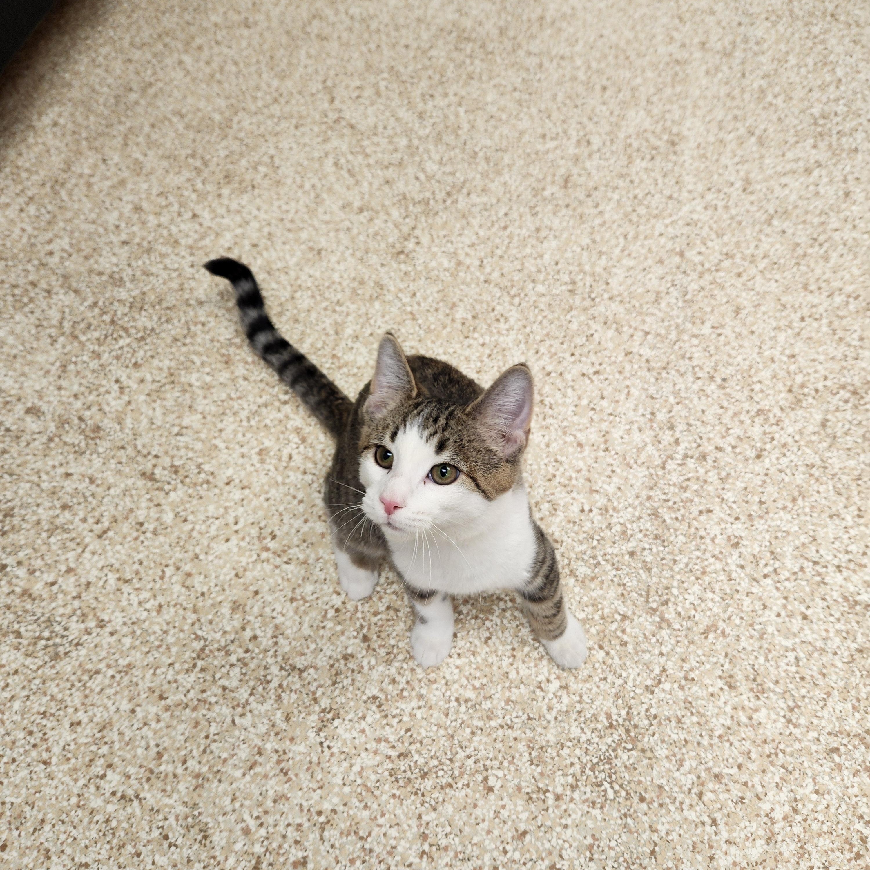 Enlarge Alastair, a Adoptable mixed breed in Waupun, WI image 3/4