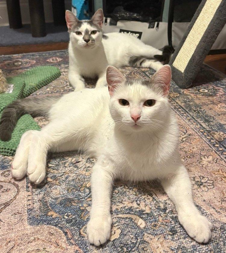 Enlarge Maizy & Malachai, a Adoptable Domestic Short Hair image 1/1