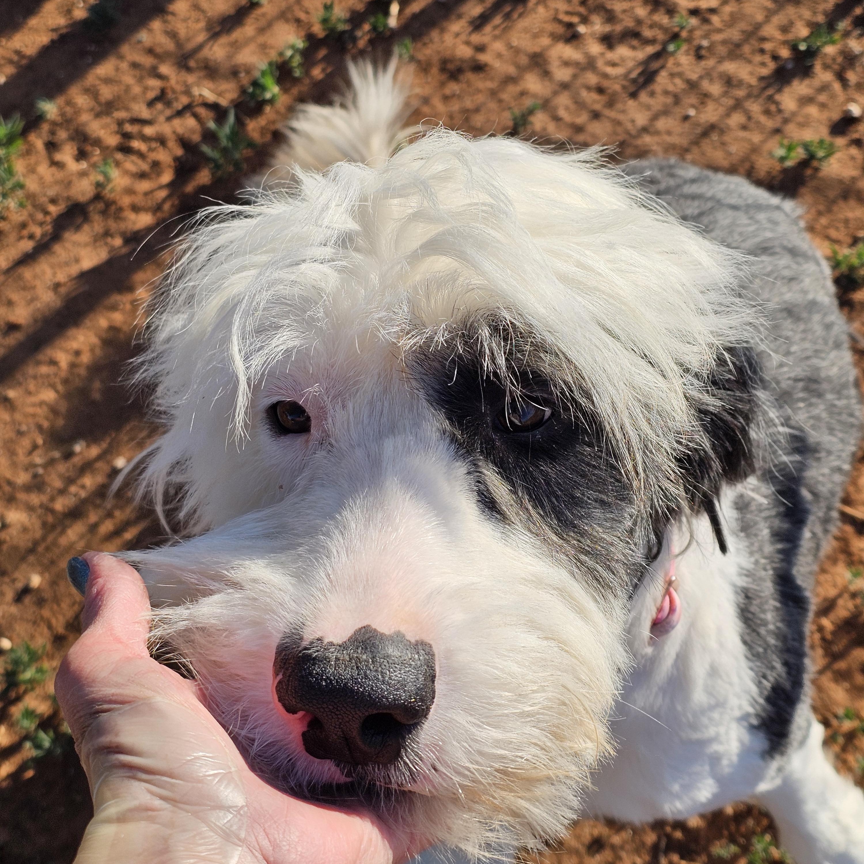 Mariah Carey, adopted, Young Female Old English Sheepdog.