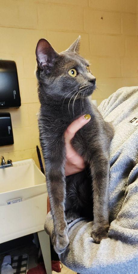 Enlarge Taz, a ADOPTABLE mixed breed in Perth Amboy, NJ image 4/4