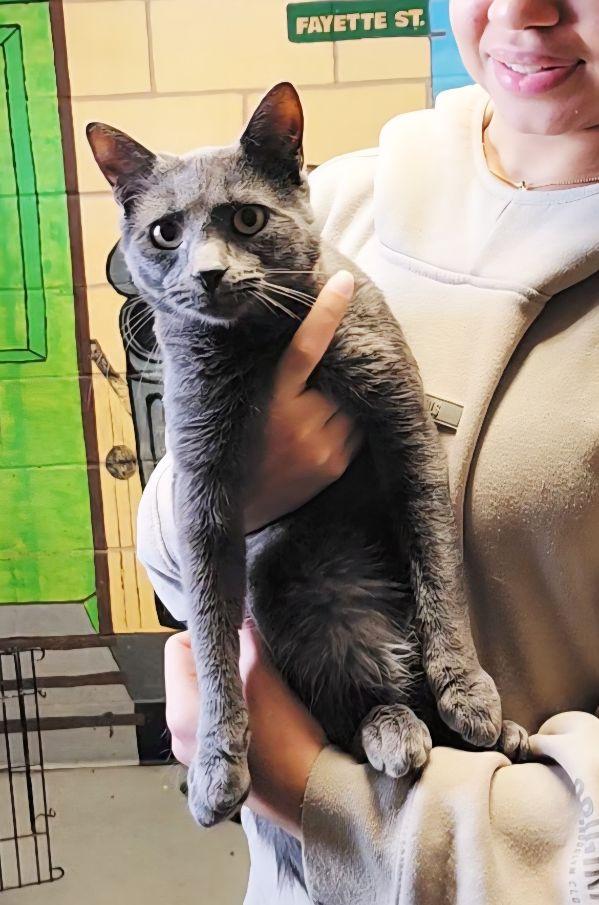 Enlarge Taz, a ADOPTABLE mixed breed in Perth Amboy, NJ image 3/4