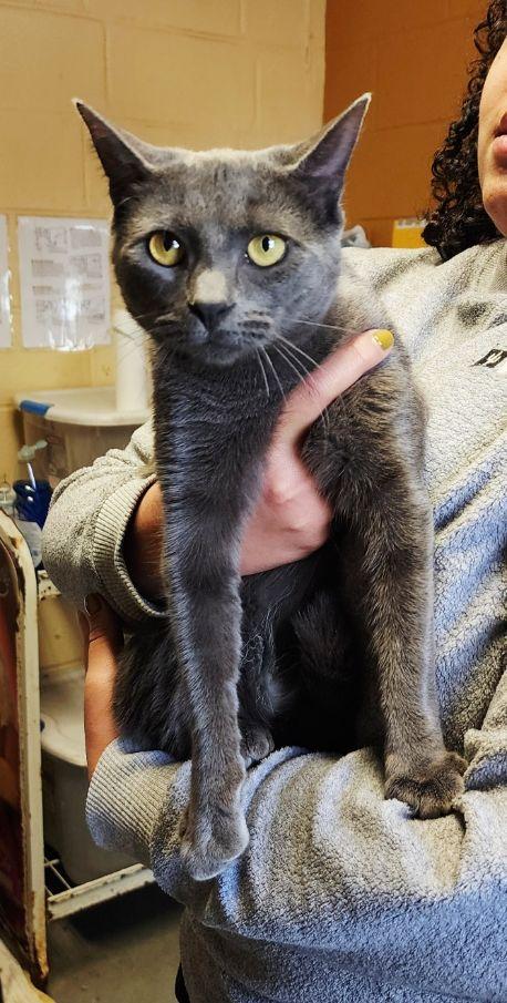 Enlarge Taz, a ADOPTABLE mixed breed in Perth Amboy, NJ image 1/4