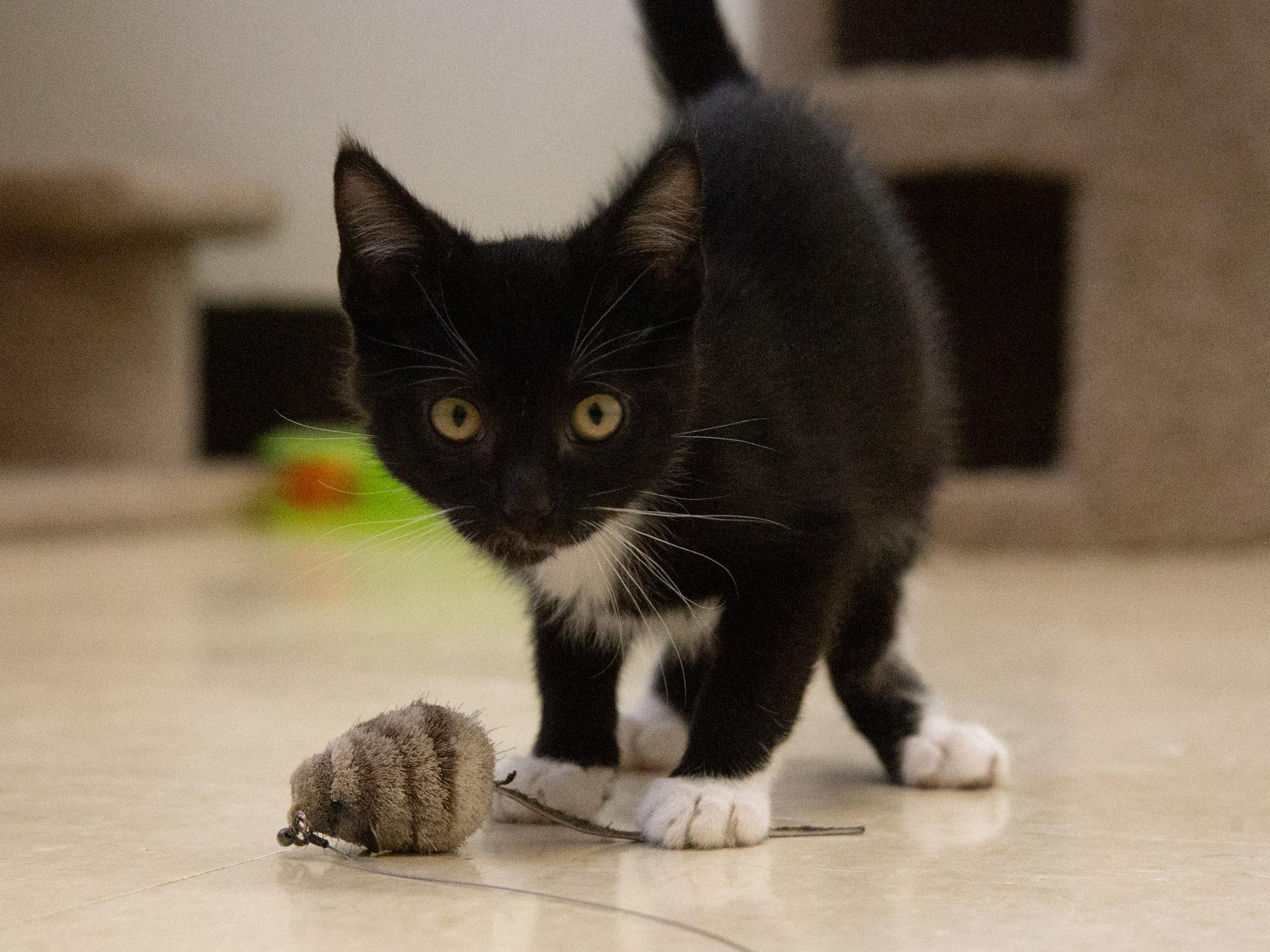 Marcel, a ADOPTABLE Domestic Short Hair in Red Wing, MN image 1/4