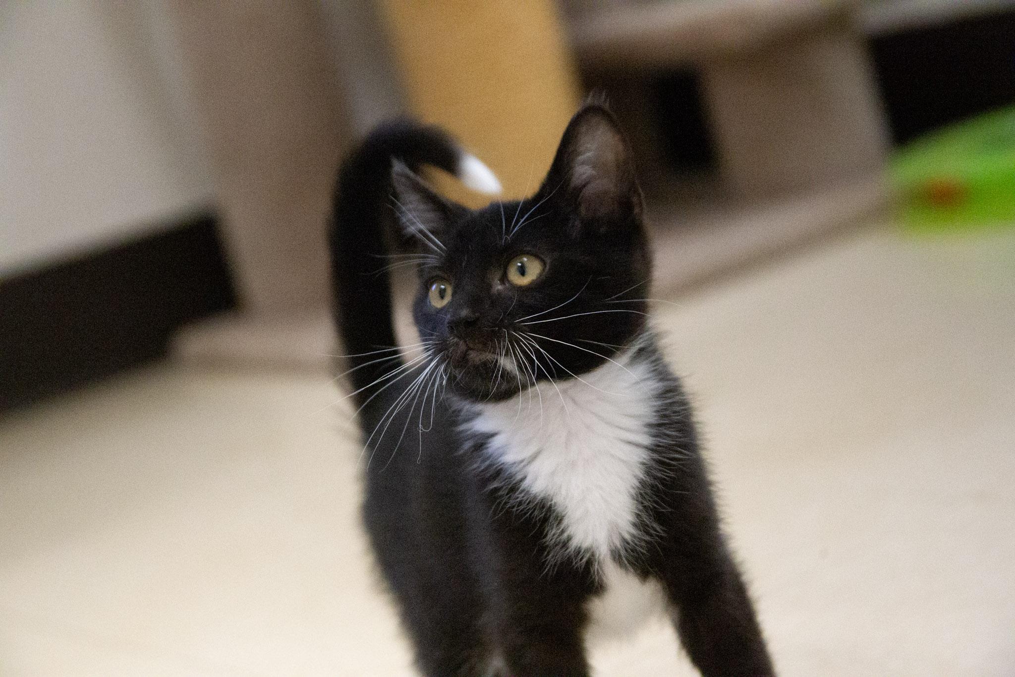 Marcel, a ADOPTABLE Domestic Short Hair in Red Wing, MN image 2/4