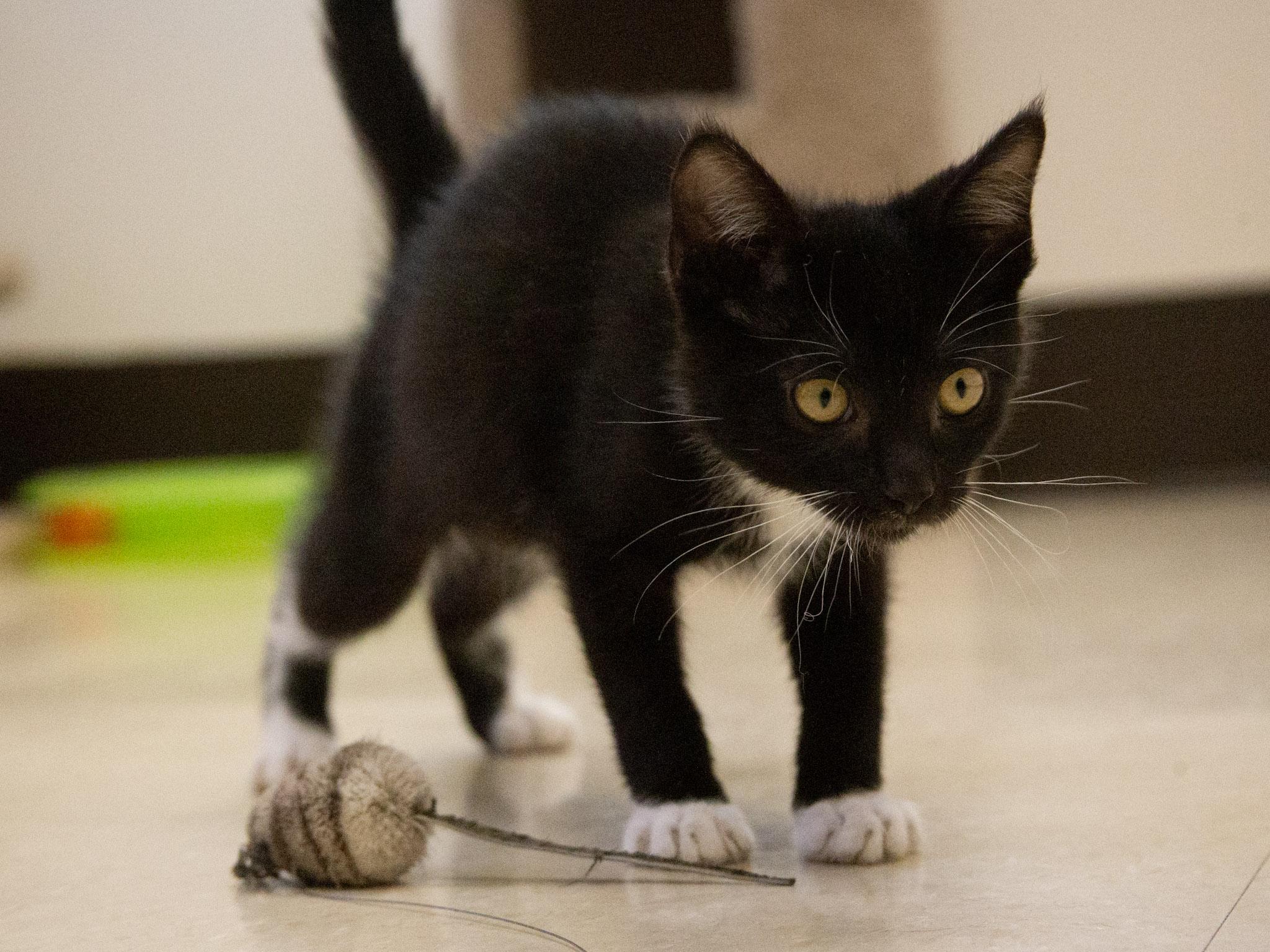 Marcel, a ADOPTABLE Domestic Short Hair in Red Wing, MN image 3/4