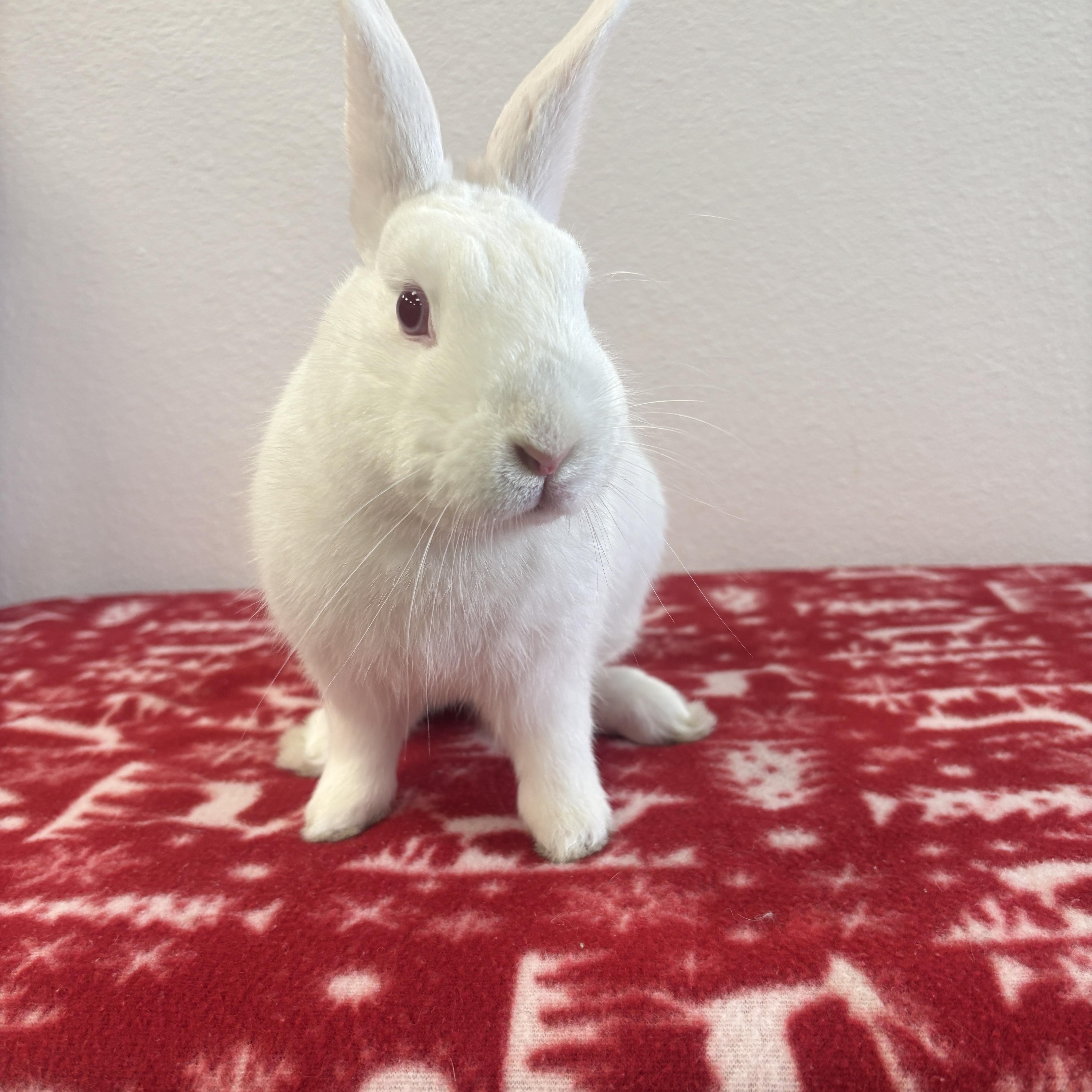 Enlarge Cadbury, an adopted Bunny Rabbit in Long Beach, CA image 2/2