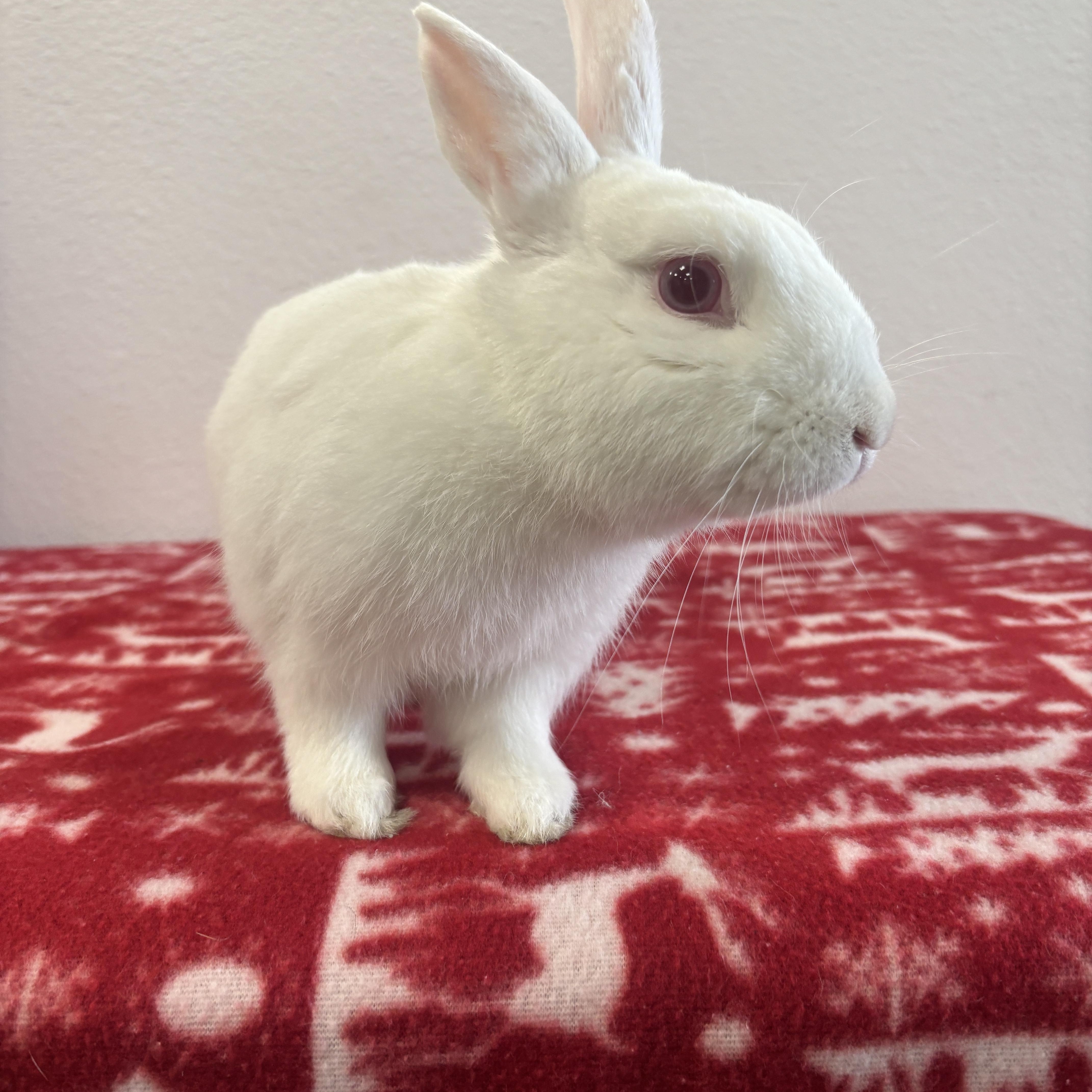 Cadbury, adopted, Adult Male Bunny Rabbit.