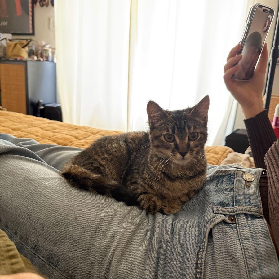 Enlarge Method Meow aka Tiger Style, an adopted mixed breed in Los Angeles, CA image 3/5