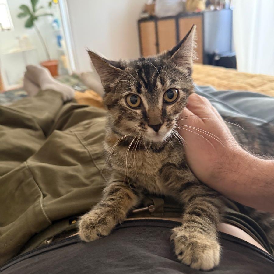 Enlarge Method Meow aka Tiger Style, an adopted mixed breed in Los Angeles, CA image 2/5