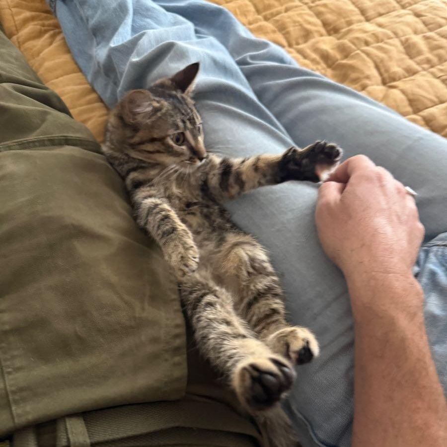 Enlarge Method Meow aka Tiger Style, an adopted mixed breed in Los Angeles, CA image 1/5