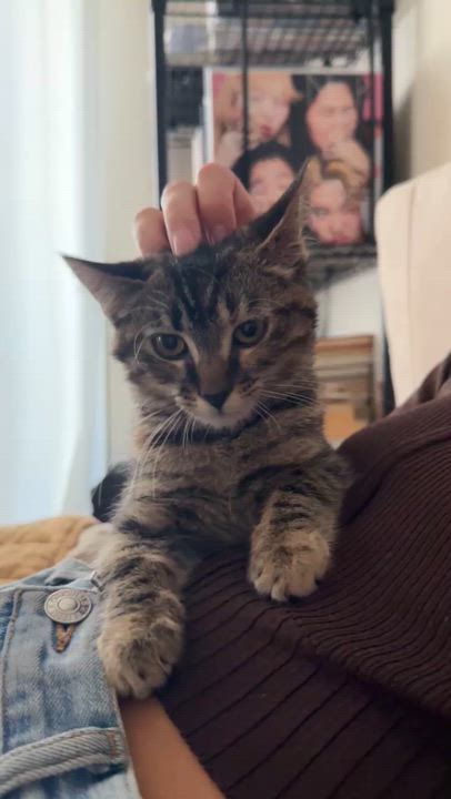 Enlarge Method Meow aka Tiger Style, an adopted mixed breed in Los Angeles, CA video 5/5